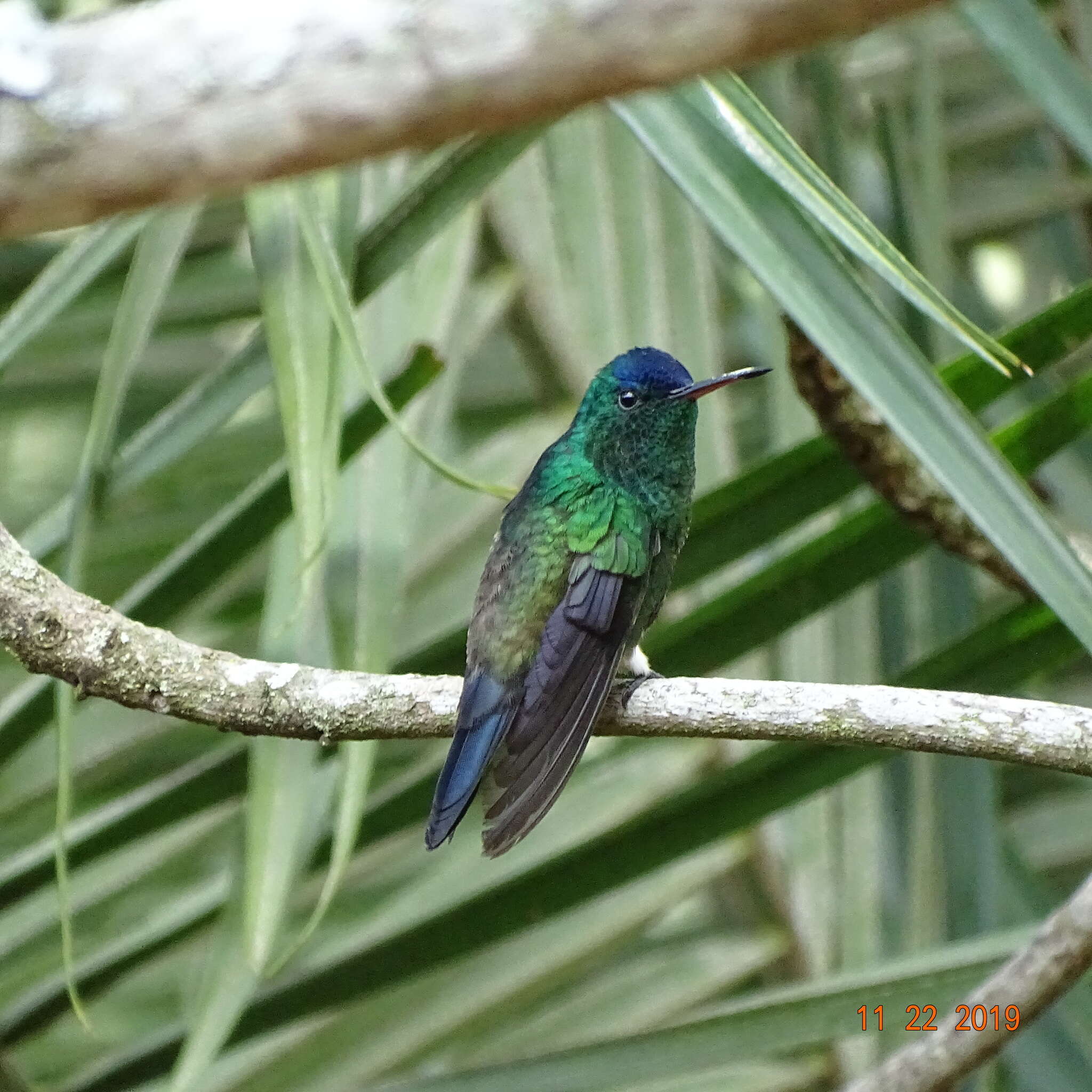 Image of Indigo-capped Hummingbird