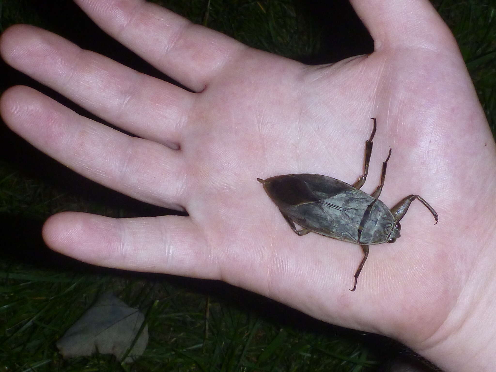 Image of Giant Water Bug