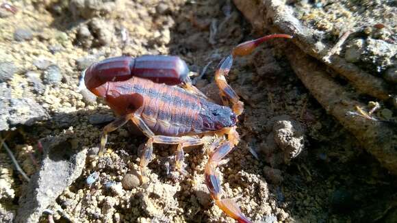 Tityus fasciolatus Pessôa 1935 resmi