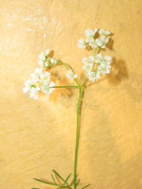 Image of prairie bishop