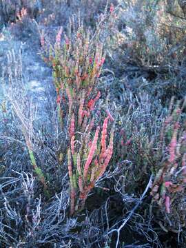 صورة Tecticornia lepidosperma (Paul G. Wilson) K. A. Sheph. & Paul G. Wilson