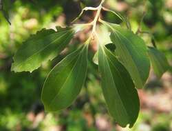 Image of Cryptocarya triplinervis R. Br.