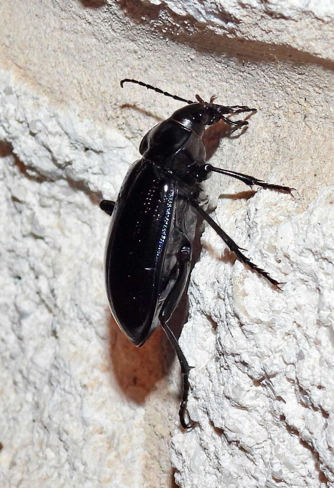 Calosoma (Callitropa) macrum Le Conte 1853 resmi