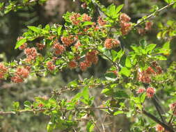 Image de Pisonia capitata (S. Wats.) Standl.