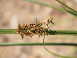 Image of nutgrass