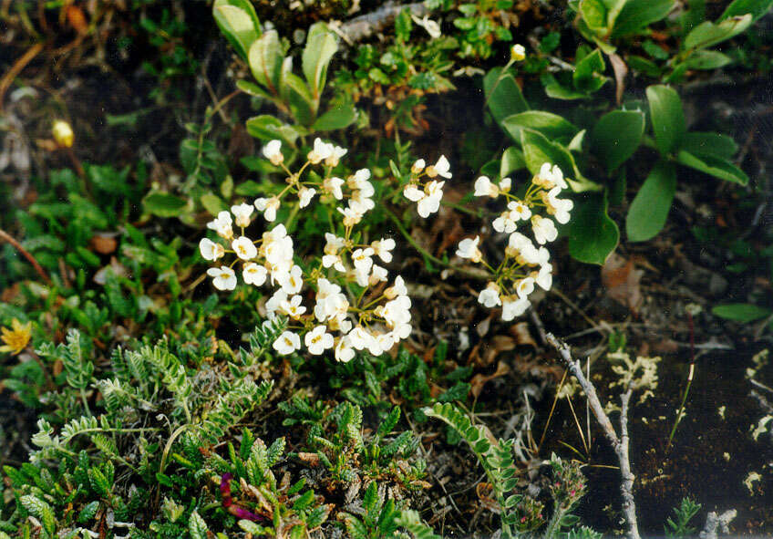 صورة Arabidopsis lyrata subsp. petraea (L.) O'Kane & Al-Shehbaz