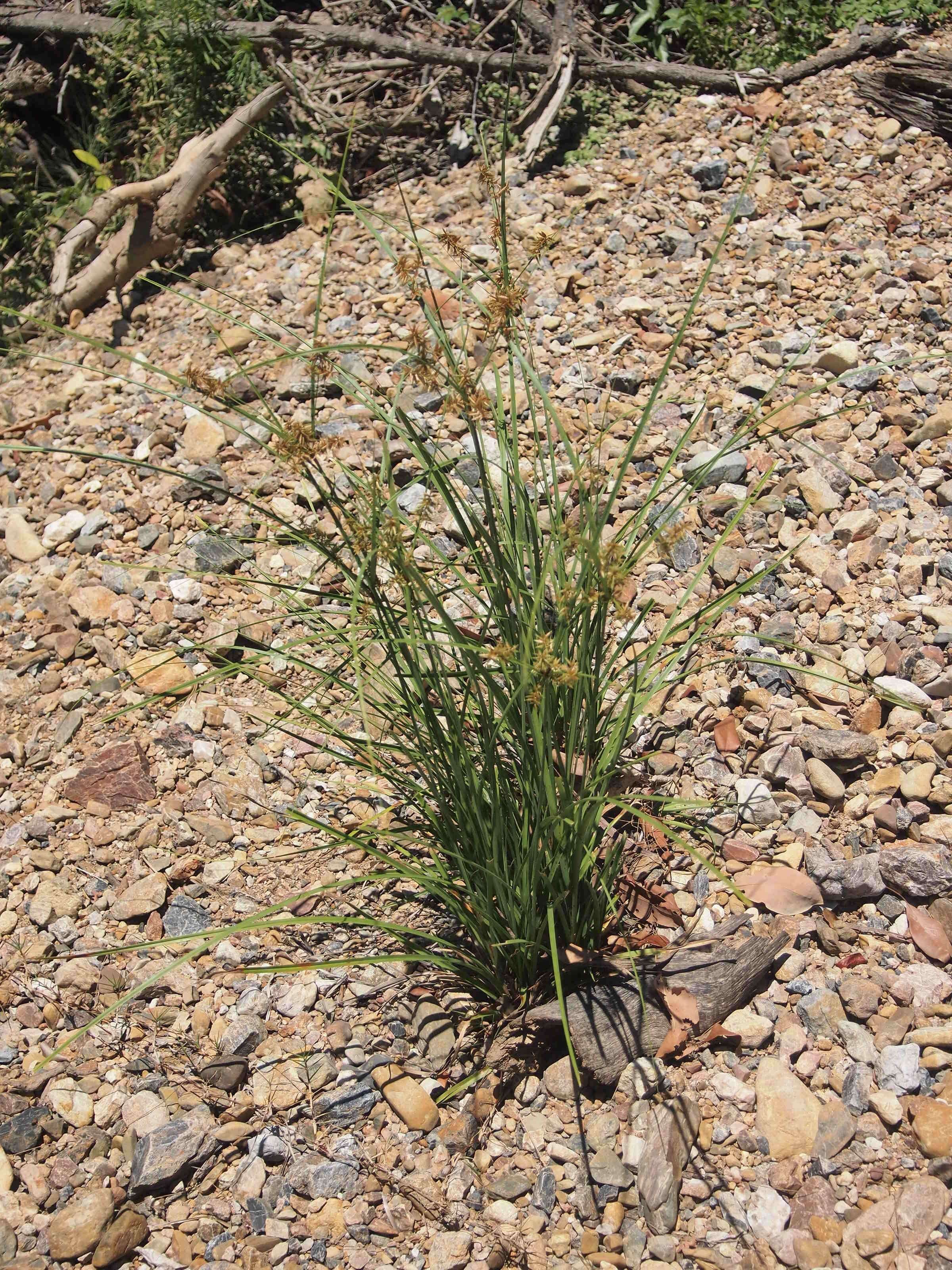 Image of nutgrass