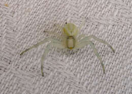 Image of Flower Crab Spiders