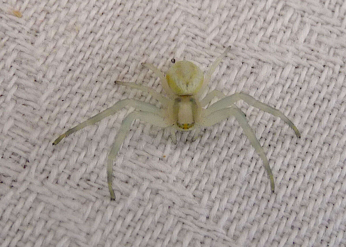 Image of Flower Crab Spiders