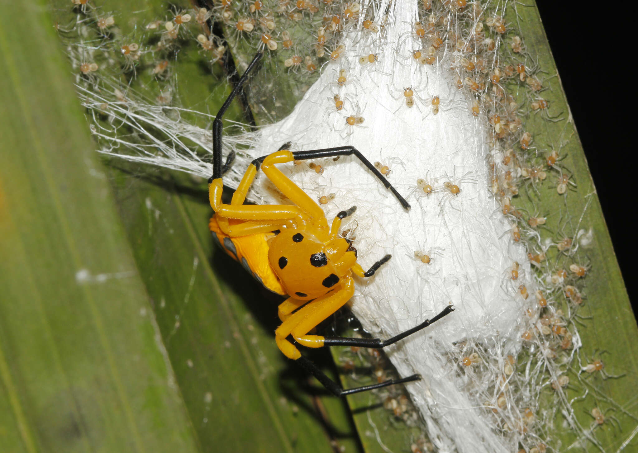 Image of Platythomisus octomaculatus (C. L. Koch 1845)