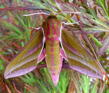 Image of elephant hawk-moth