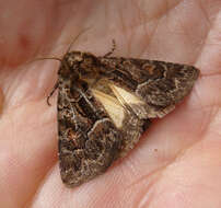 Image of straw underwing