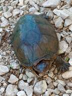 Image of Herrara’s Mud Turtle