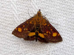 Image of Mint moth