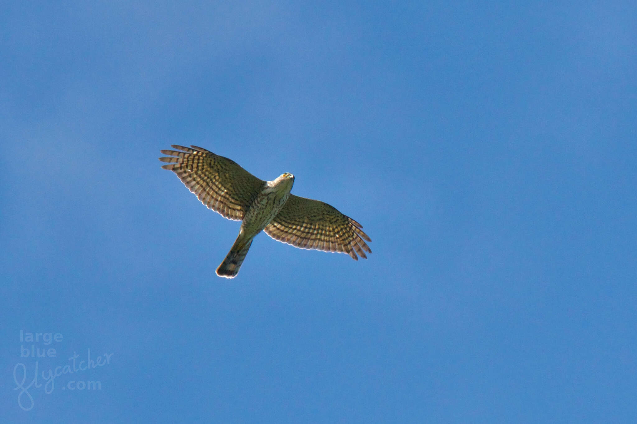 Image of Accipiter gularis gularis (Temminck & Schlegel 1845)