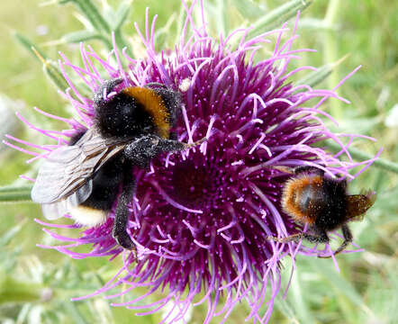 Image of Bombus sylvestris (Lepeletier 1832)