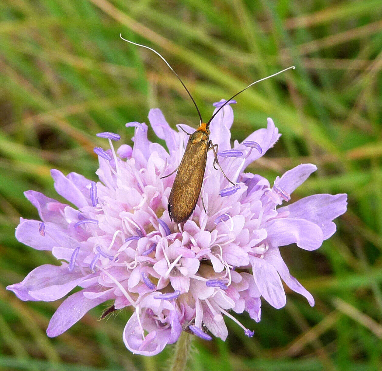 Image de Nemophora metallica