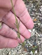 Image of bluehead gilia