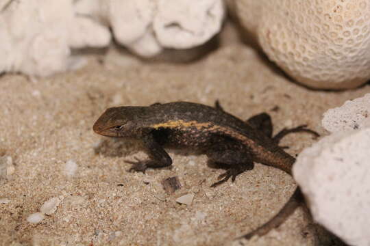 Image of Yellow-spotted Spiny Lizard