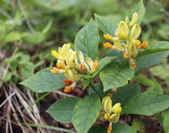 Image of Polygala reinii Franch. & Sav.