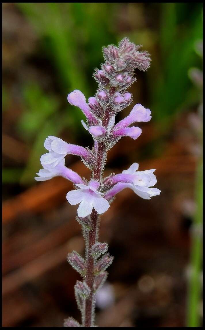 Слика од Verbena carnea Medik.