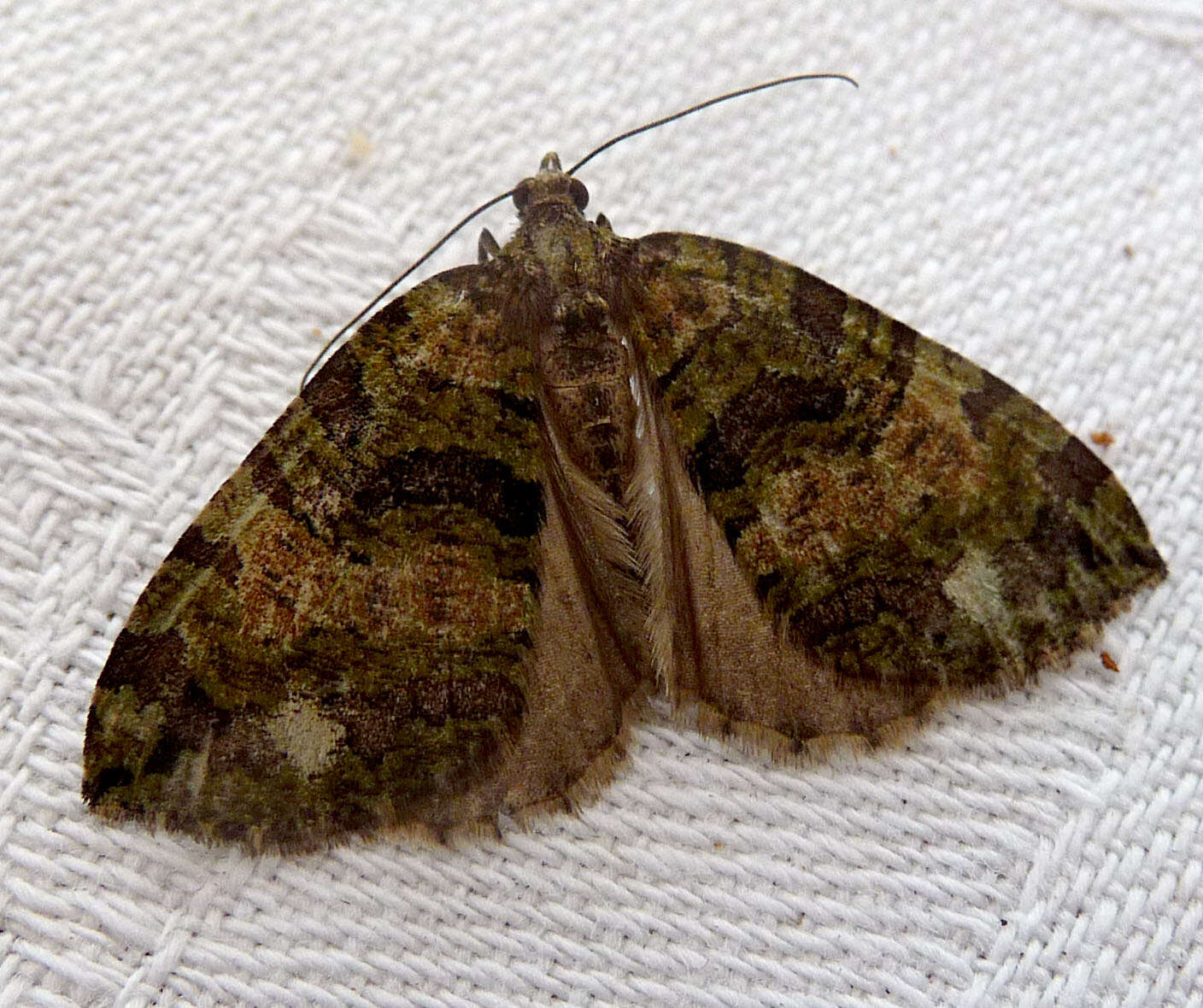 Image of Hydriomena furculoides Barnes & McDunnough 1917