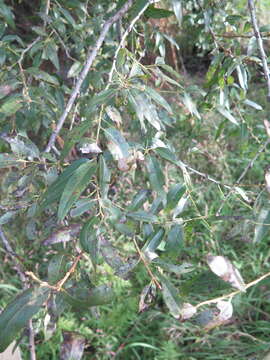 Image of Salix pierotii Miq.