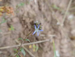 Imagem de Wahlenbergia capitata (Baker) Thulin