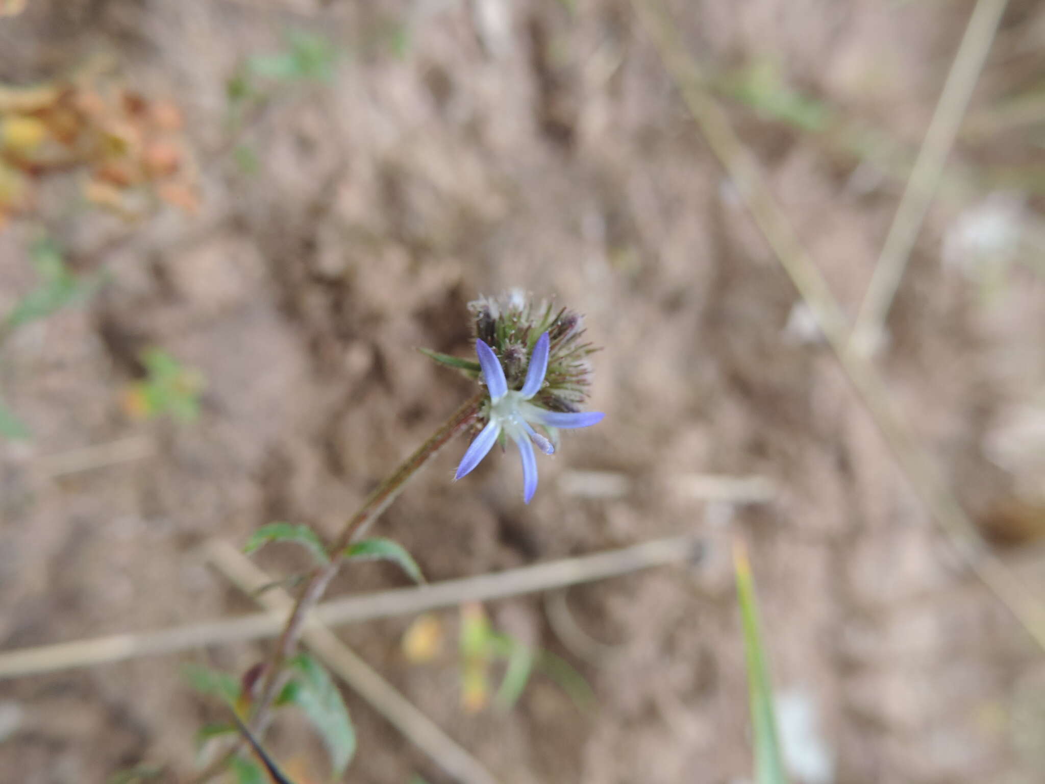 Image of Wahlenbergia capitata (Baker) Thulin