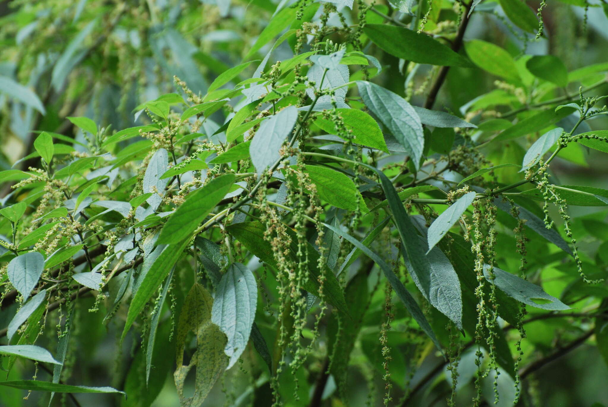 Image of Boehmeria caudata Sw.