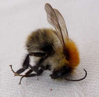 Image of Common carder bumblebee