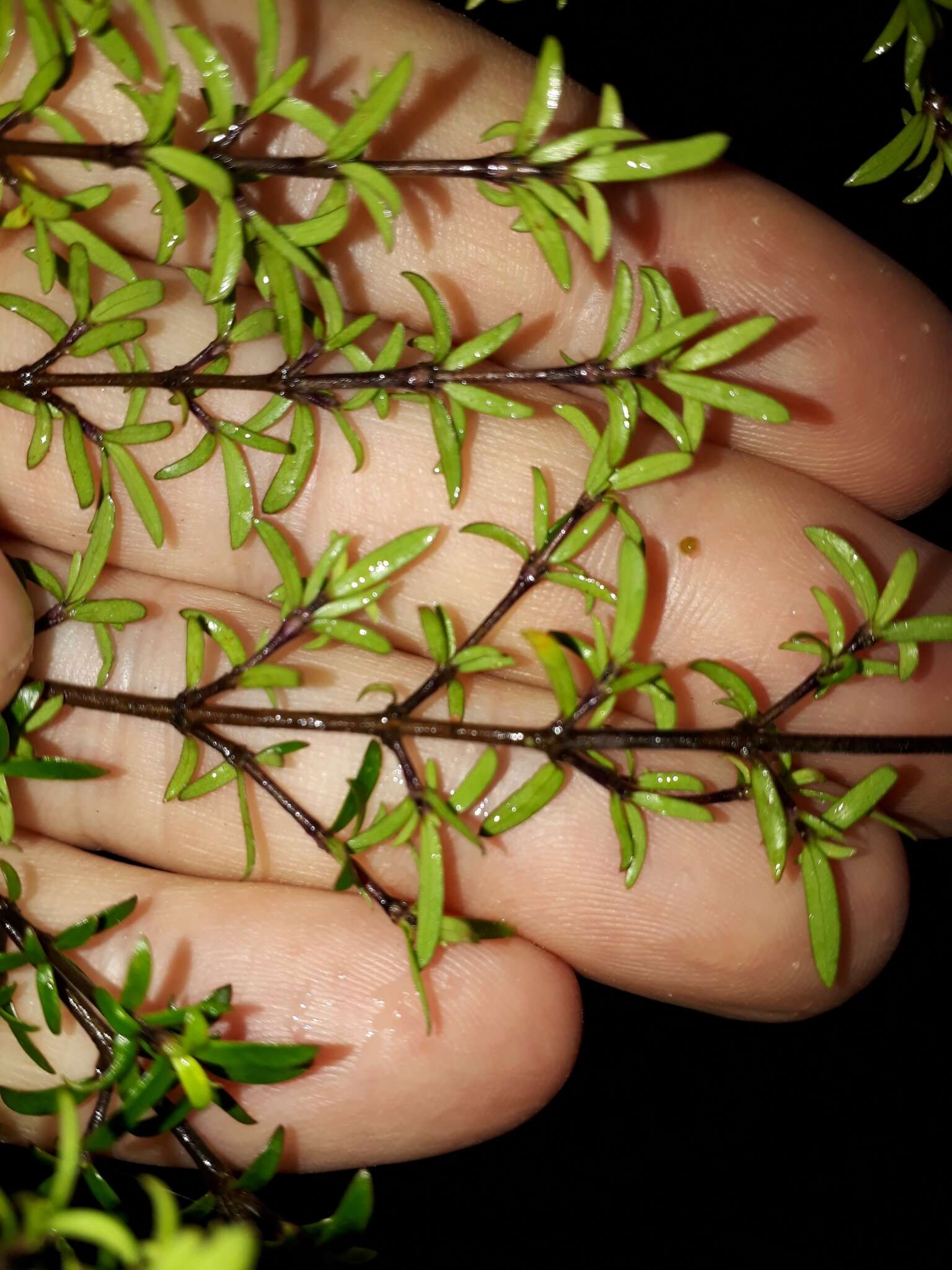 Image of Coprosma microcarpa Hook. fil.