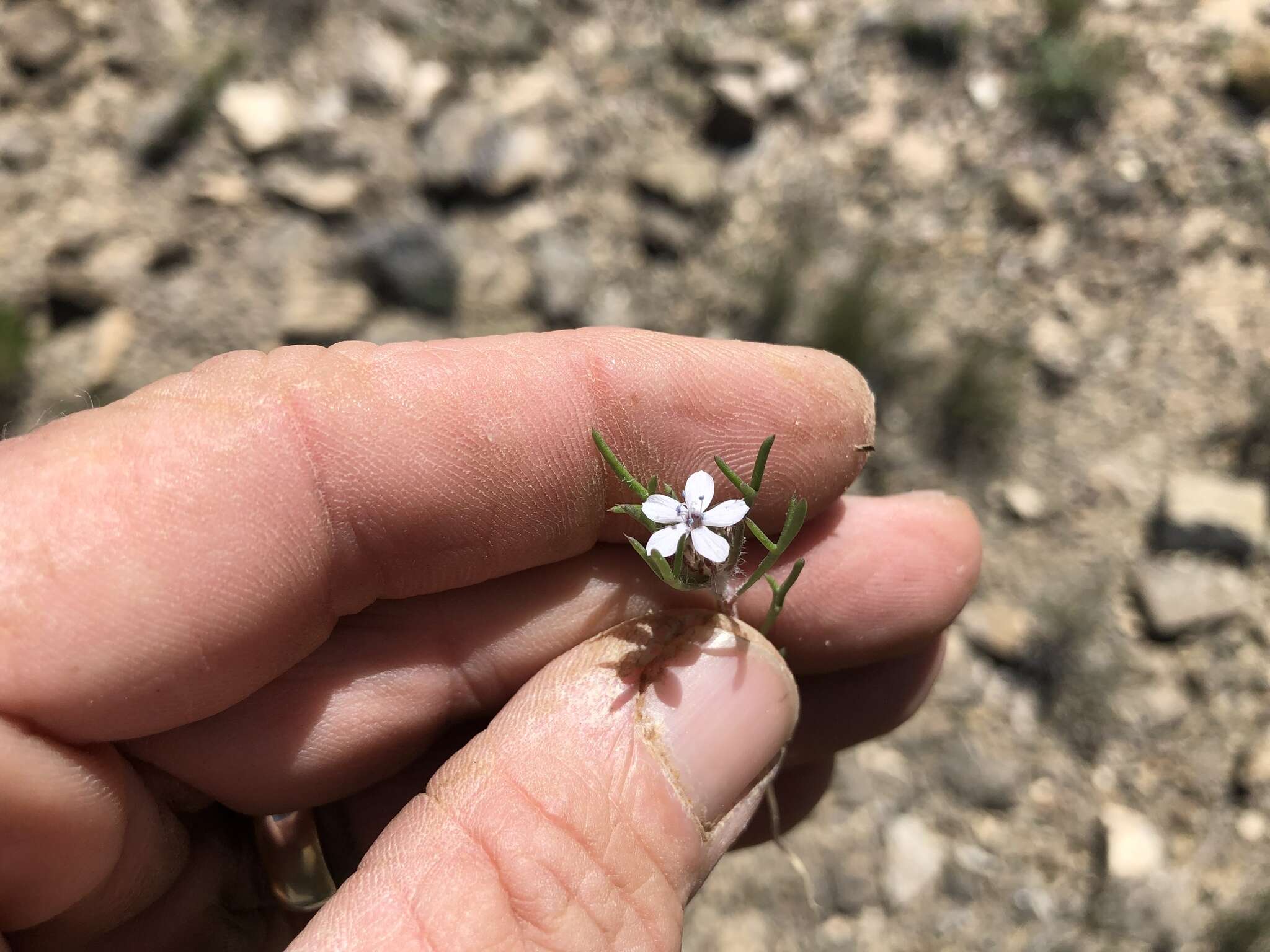 Image of dwarf ipomopsis