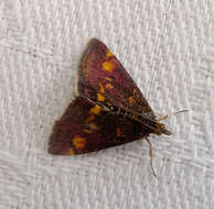 Image of Mint moth