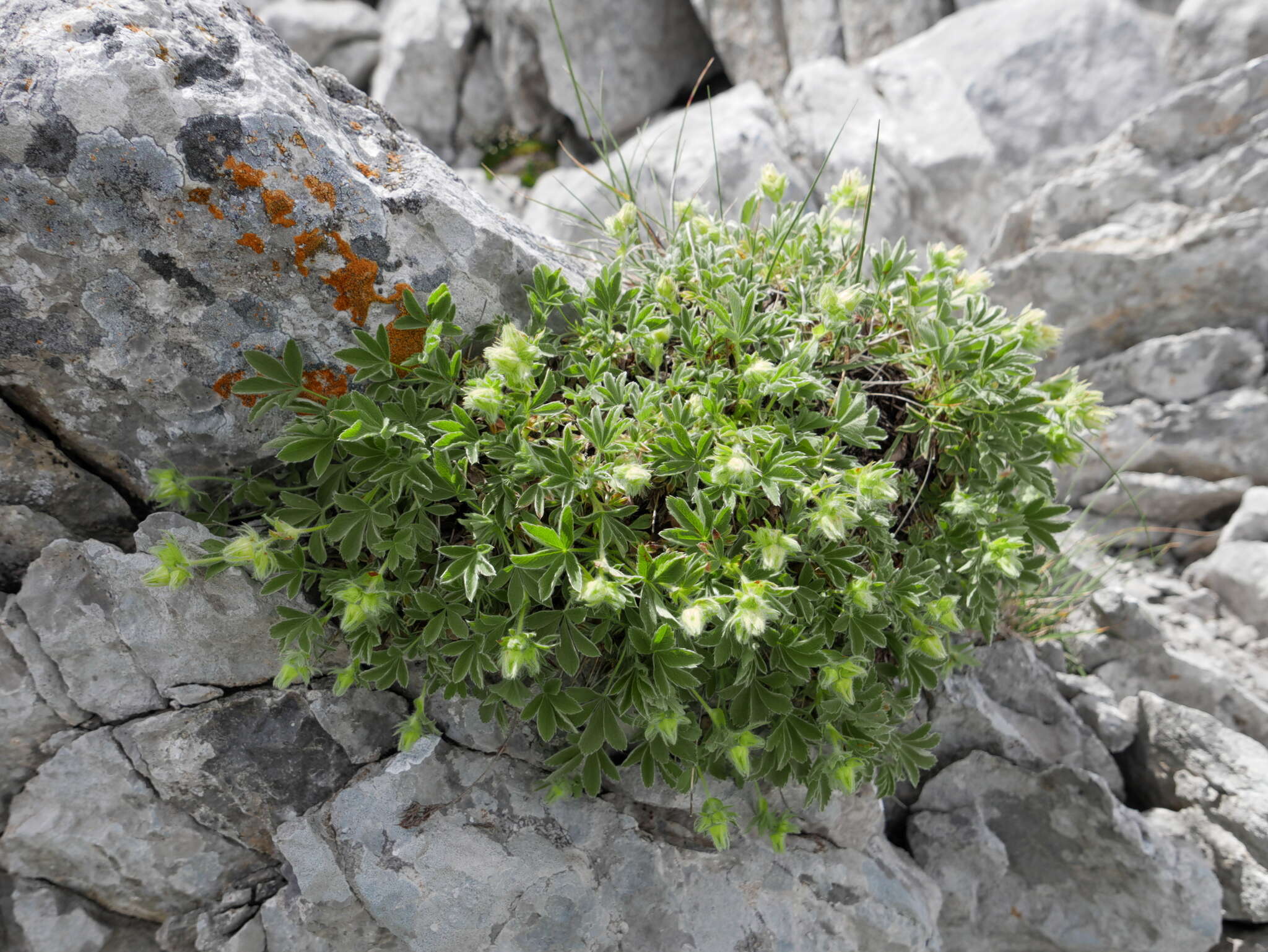 Imagem de Potentilla nivalis Lapeyr.