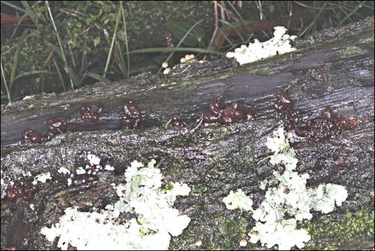 Image of Phaeotremella fimbriata (Pers.) Spirin & Malysheva