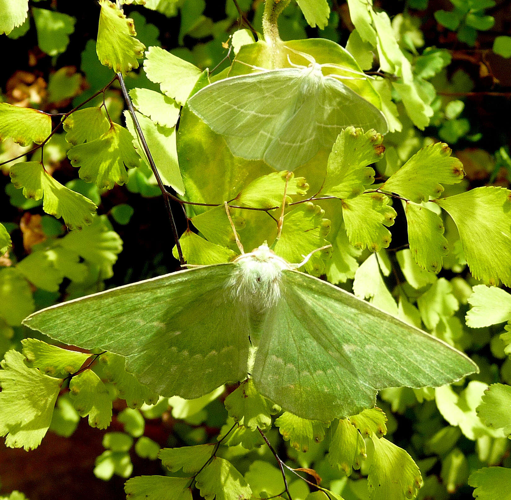 Imagem de Geometra papilionaria Linnaeus 1758