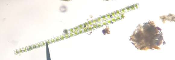 Image of Desmidium baileyi