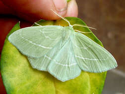 Image of small emerald moth