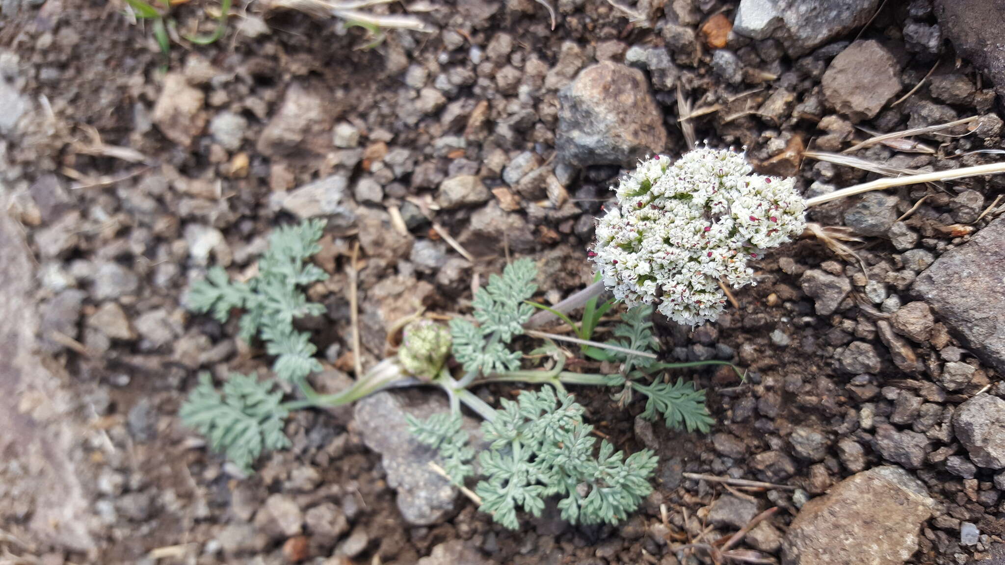 Image of Nevada biscuitroot