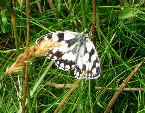 Image of marbled white