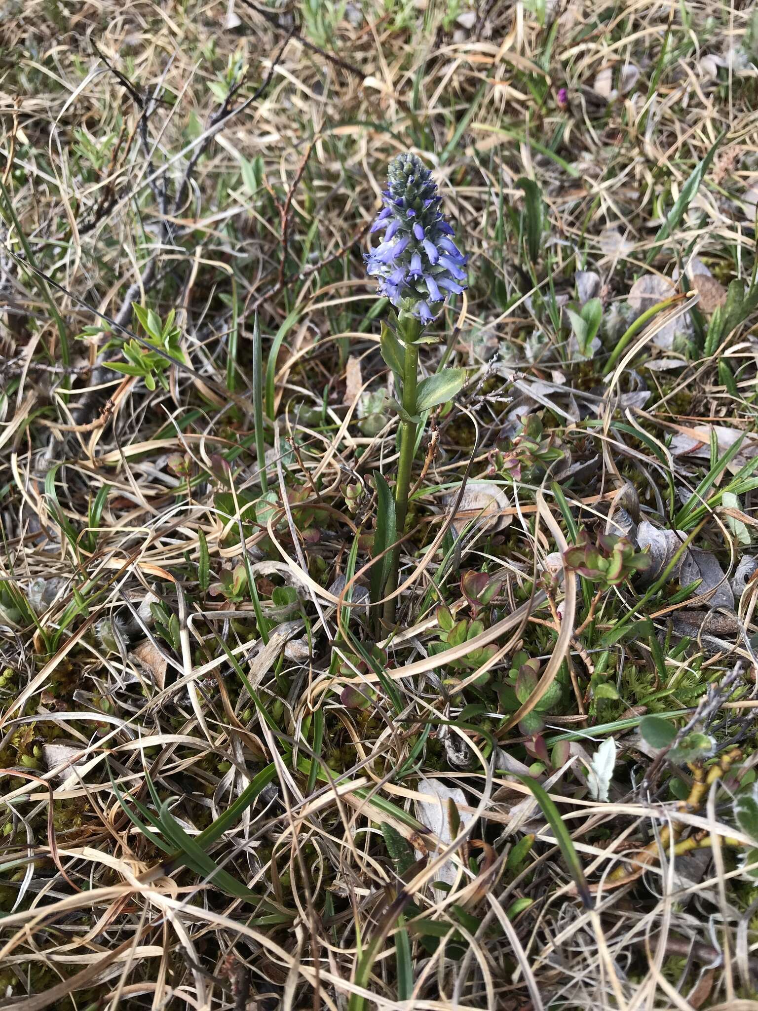 Imagem de Lagotis glauca J. Gaertn.