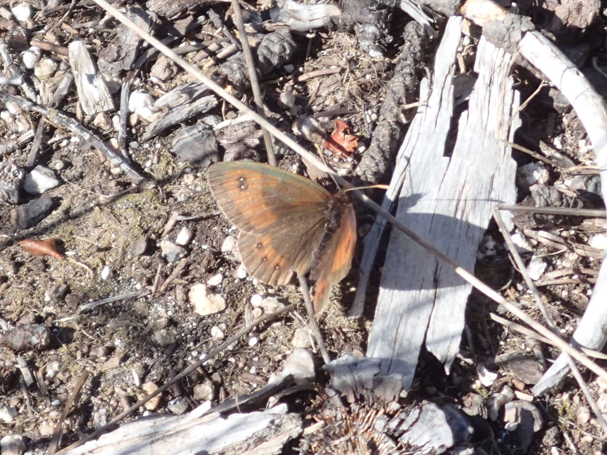 Image of Erebia rhodopensis Elwes 1900