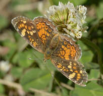 Image of Tawny Crescent