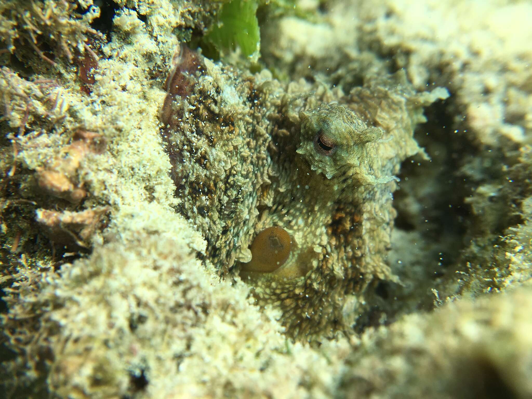 Image of Caribbean two-spot octopus