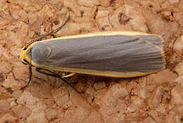 Image of common footman