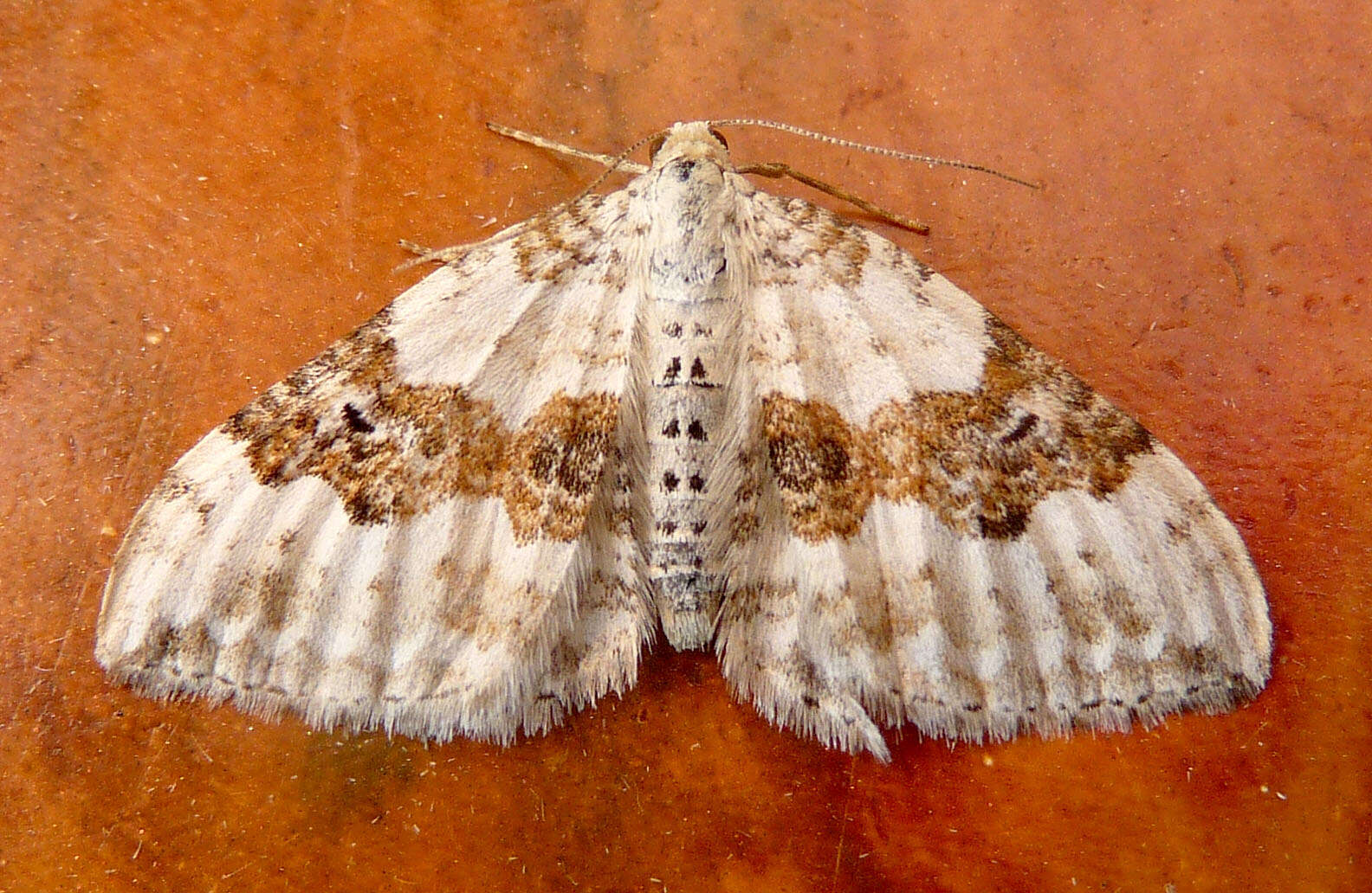 Image of silver-ground carpet