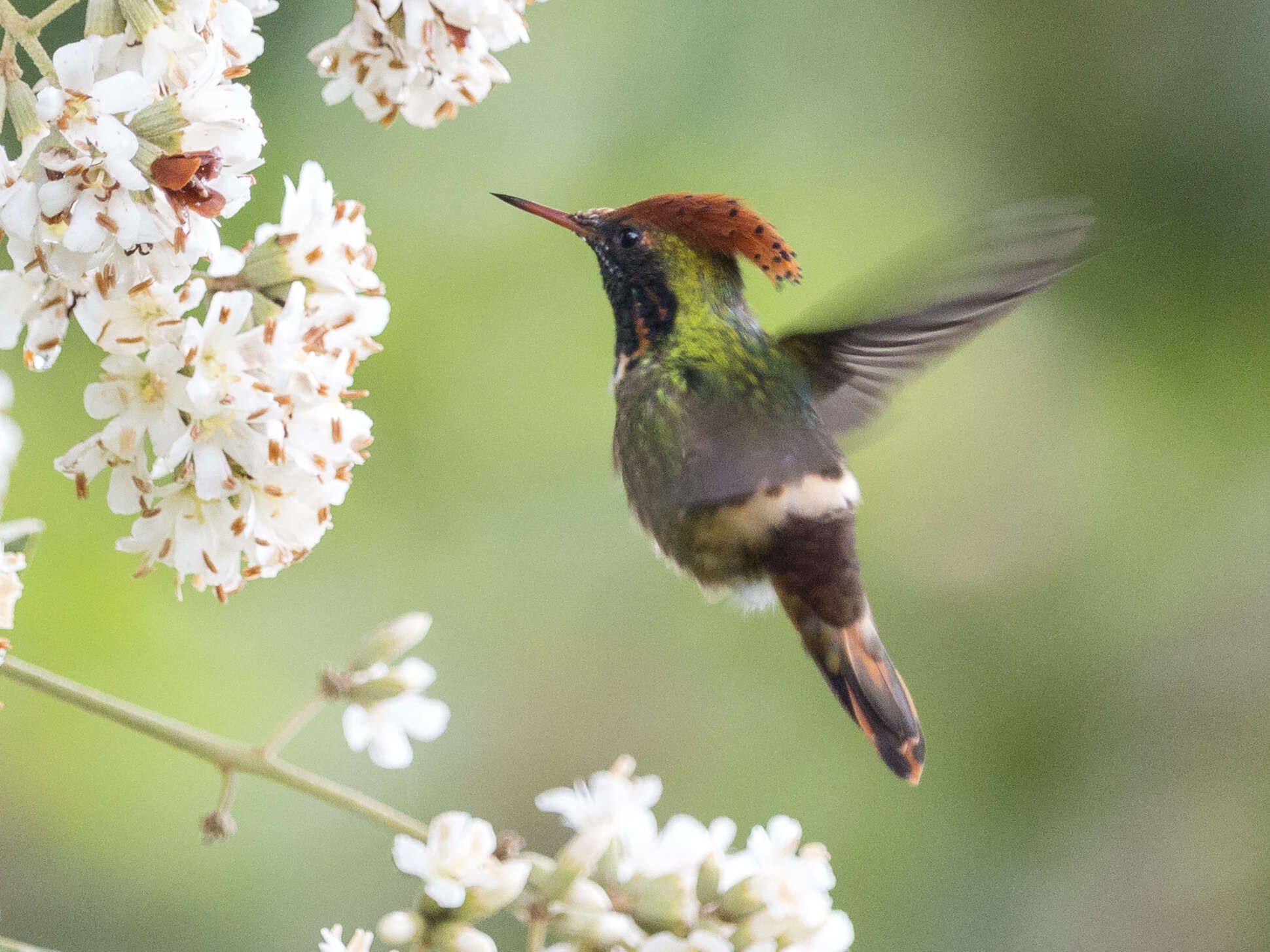 Lophornis stictolophus Salvin, Elliot & DG 1873 resmi