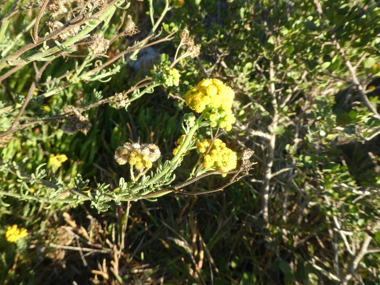 Слика од Nidorella foetida (L.) DC.