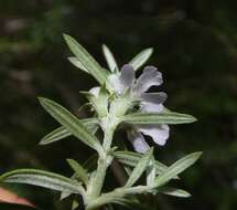 Image of Westringia eremicola A. Cunn. ex Benth.